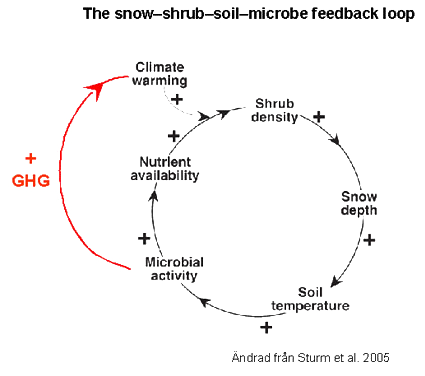 The snow–shrub–soil–microbe feedback loop